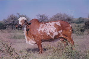 Reddi - 26 kgs 800gms/24hrs