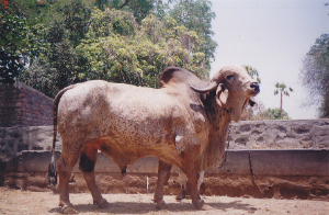 Jasdan