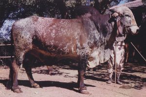 Devkant