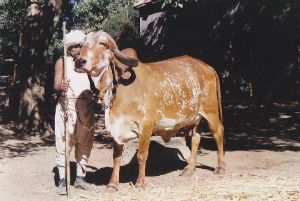 Rupa