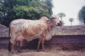 Rupa Dhebi - 27kg/24hrs