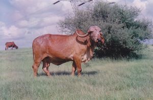 Gopi - 23kg/24hrs