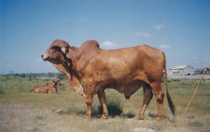 Tetrino