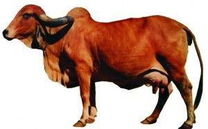 Gir Cow Breed Gir Cow Breed