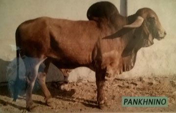 Pankhnino - Pradeepsing