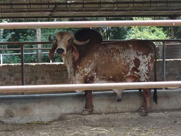 Gir Bull