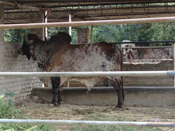 Gir Bull