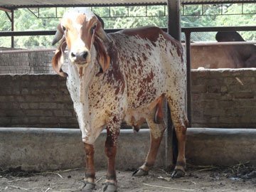 Gir Bull
