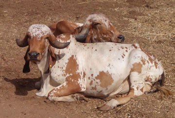 Gir Cows
