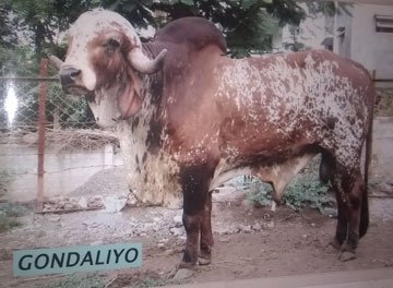 Gondaliyo - Pradeepsing