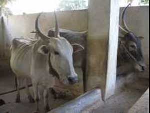 haliker-cow-breed