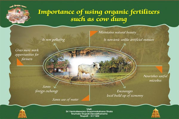 cow-dung-fertilizer