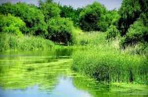 natural-pond-trees