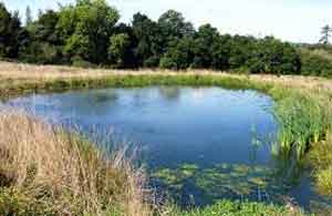 natural-pond1