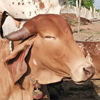 cow-close-eye-peace