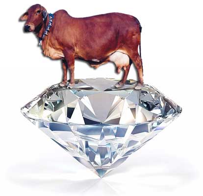 Sahiwal-Kohinoor-Gem