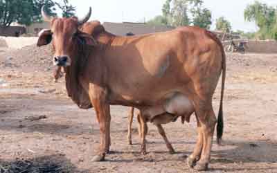 Sahiwal Cow Breed (Milking Cattle)