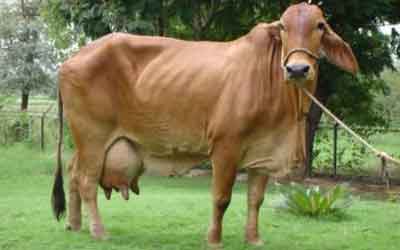 Sahiwal Cow Breed