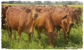 Sahiwal Cow Breed (Milking Cattle)