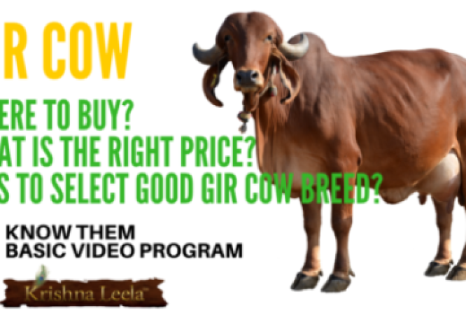 Gir-Cow-buy-price-milk-selection-e1501000080876