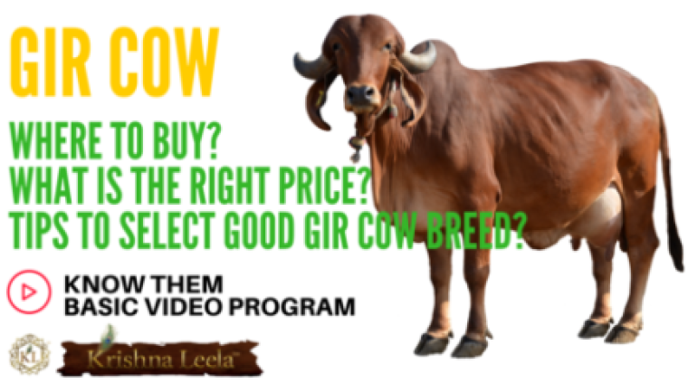 Gir-Cow-buy-price-milk-selection-e1501000080876 Gir-Cow-buy-price-milk-selection-e1501000080876