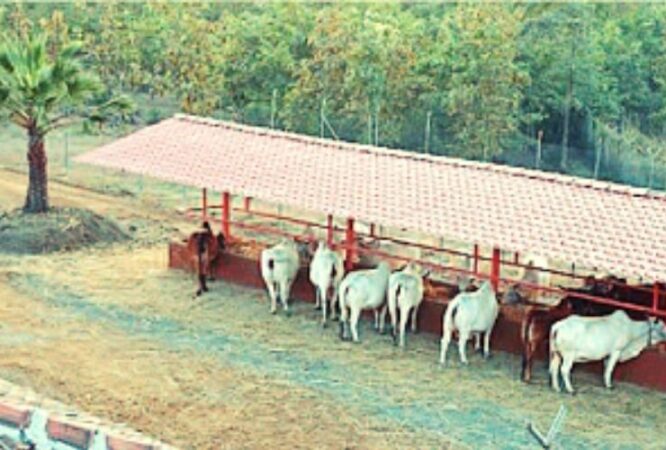 Start-Dairy-Gaushala-Management