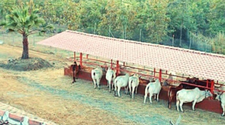 Start-Dairy-Gaushala-Management Start-Dairy-Gaushala-Management