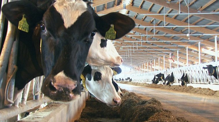 gea-herd-management-animal-health-feeding_tcm11-71669 gea-herd-management-animal-health-feeding_tcm11-71669